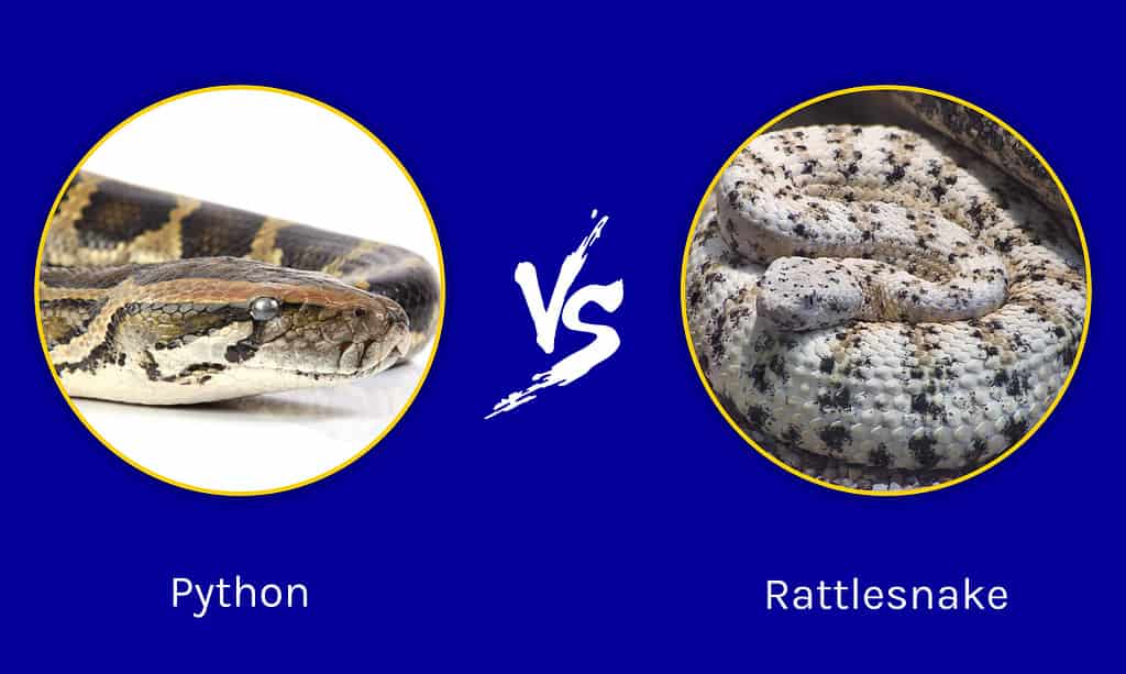 Python vs Rattlesnake