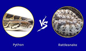 Python vs Rattlesnake: Which Deadly Snake Would Win in a Fight? Picture