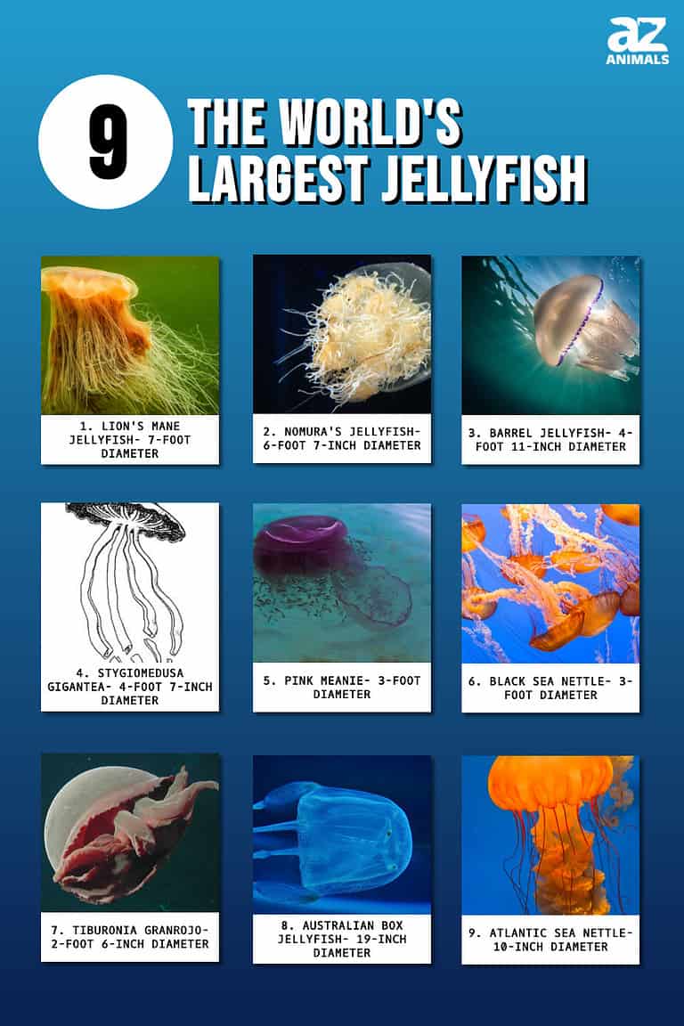 The World's 9 Largest Jellyfish - A-Z Animals