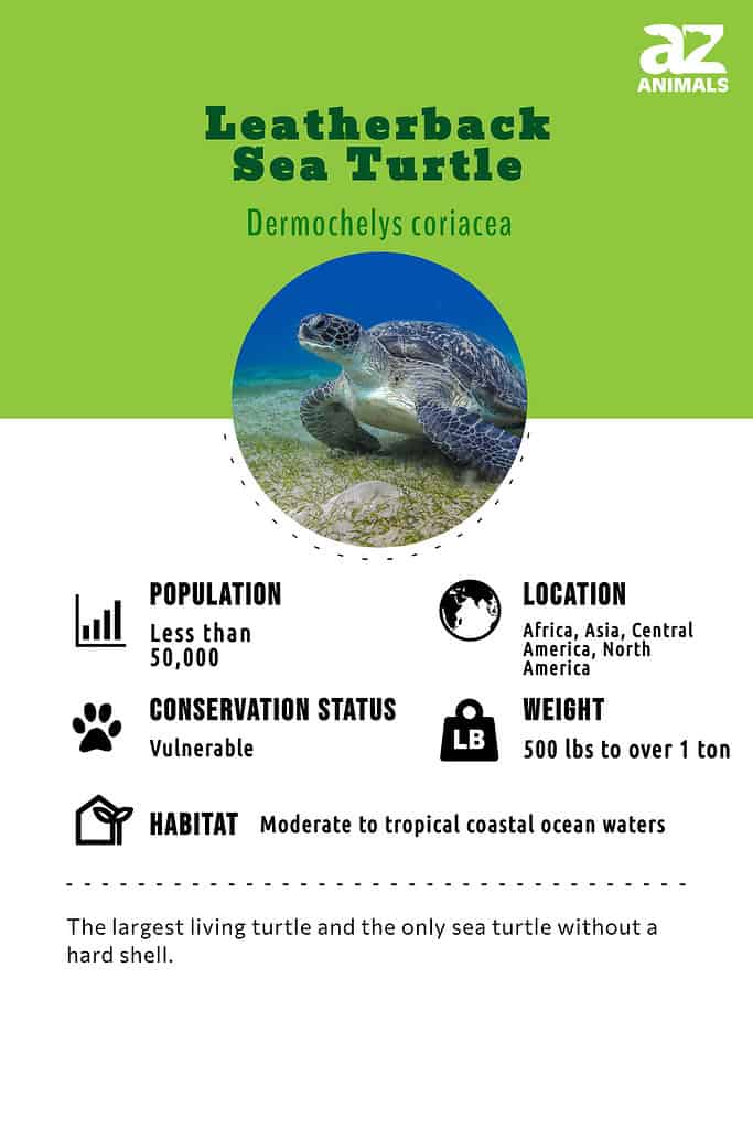 Synopsis of the biological data on the leatherback sea turtle (dermochelys  coriacea) Biological Technical Publication BTP-R4015-2012 - Documents -  USFWS National Digital Library