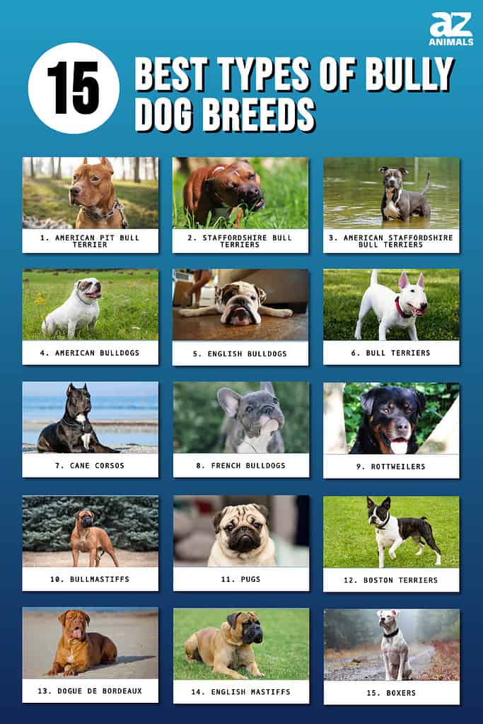 American Bully Dog Breed Complete Guide - A-Z Animals