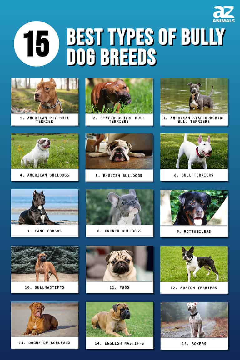 15 Best Types Of Bully Dog Breeds - A-Z Animals