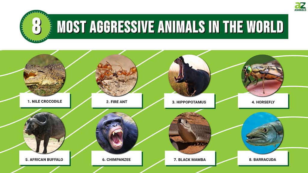 The 8 Most Aggressive Animals in the World and What Makes Them So ...