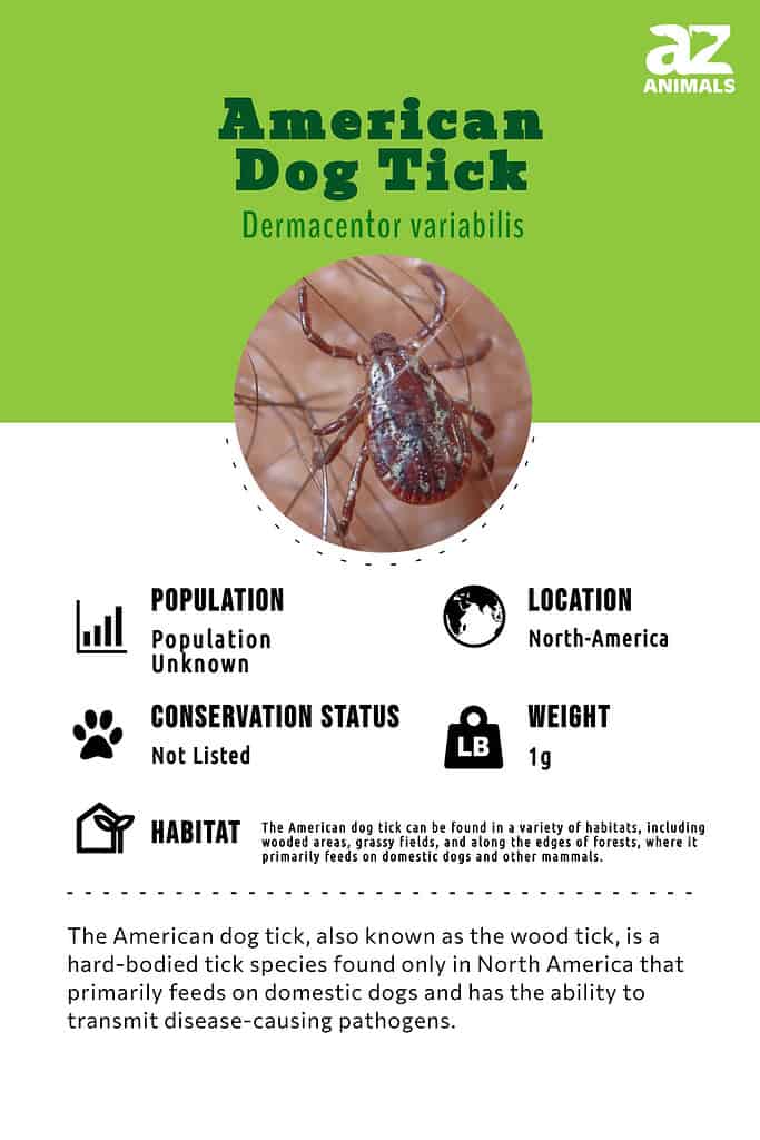 The American dog tick, also known as the wood tick, is a hard-bodied tick species found only in North America that primarily feeds on domestic dogs and has the ability to transmit disease-causing pathogens.