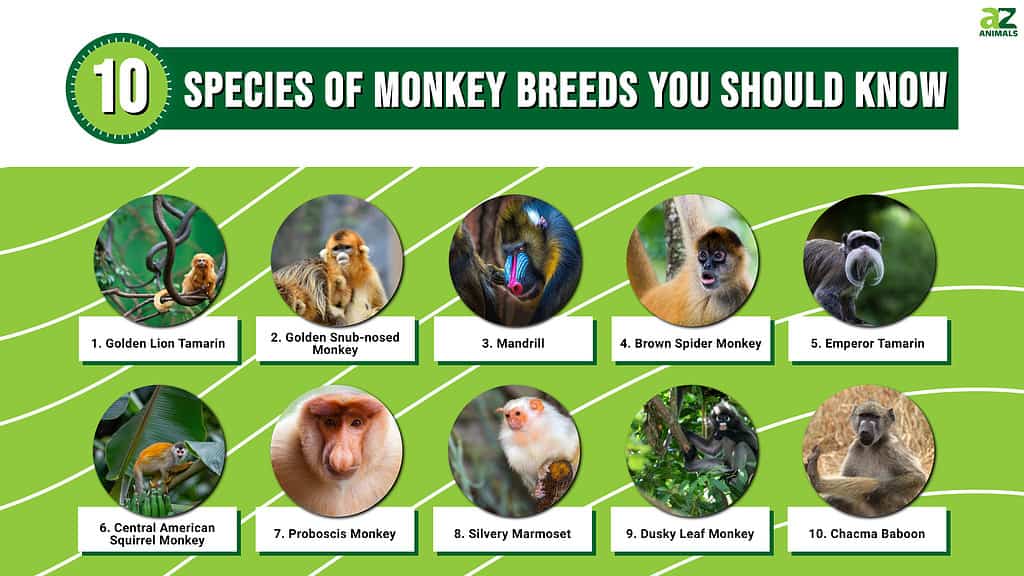 Types Of Monkeys: The 10 Species Of Monkey Breeds You Should Know - A-Z