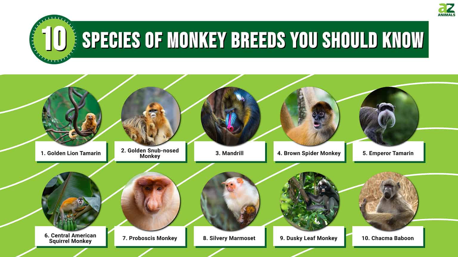 Types Of Monkeys The 10 Common Species Of Monkey Breeds You Should 