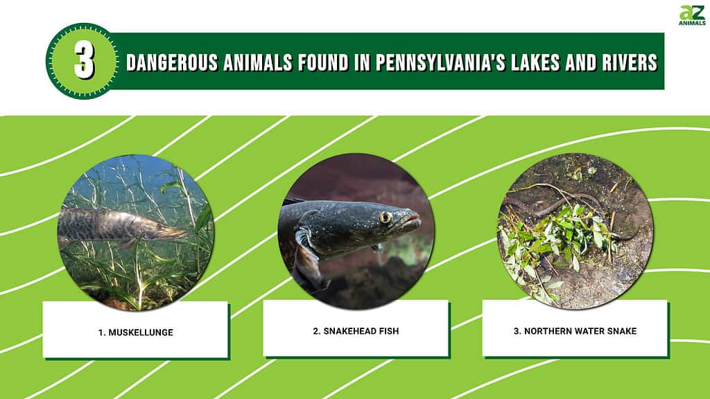 Infographic of Dangerous Animals Found in Pennsylvania Lakes and Rivers