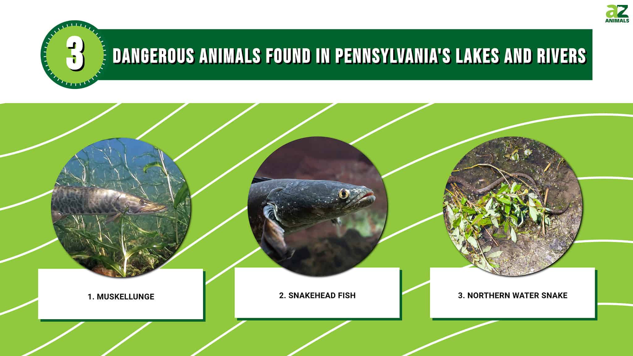 Beware of These 3 Dangerous Animals Found in Pennsylvania's Lakes and ...