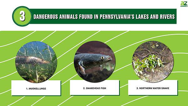 Beware of These 3 Dangerous Animals Found in Pennsylvania's Lakes and ...