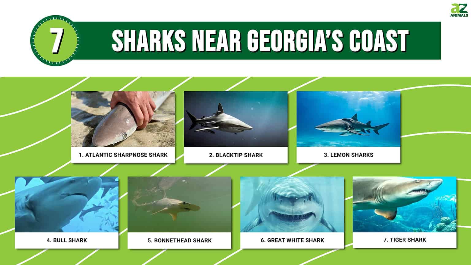 7 Sharks Near Georgia’s Coast - A-Z Animals