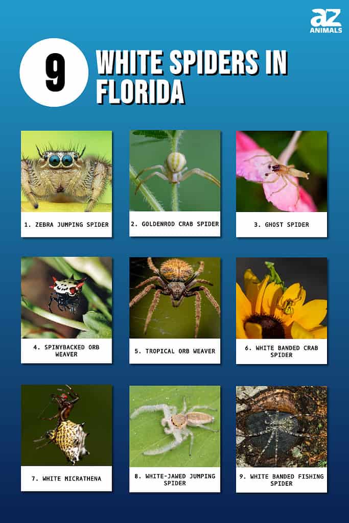Infographic of White Spiders in Florida