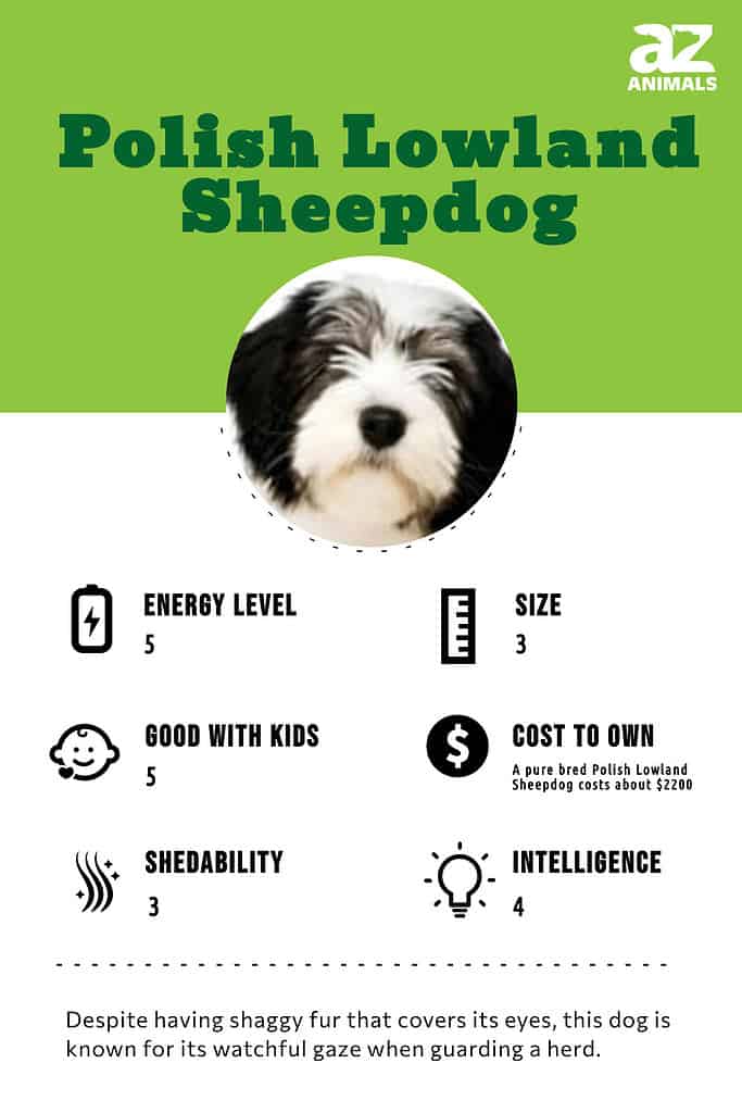 Polish Lowland Sheepdog Dog Breed Complete Guide - A-Z Animals