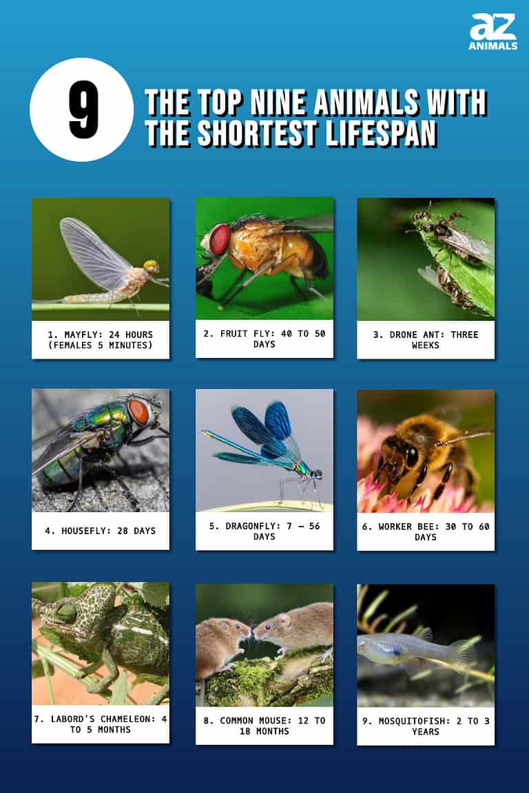 The Top Nine Animals With The Shortest Lifespan - A-Z Animals