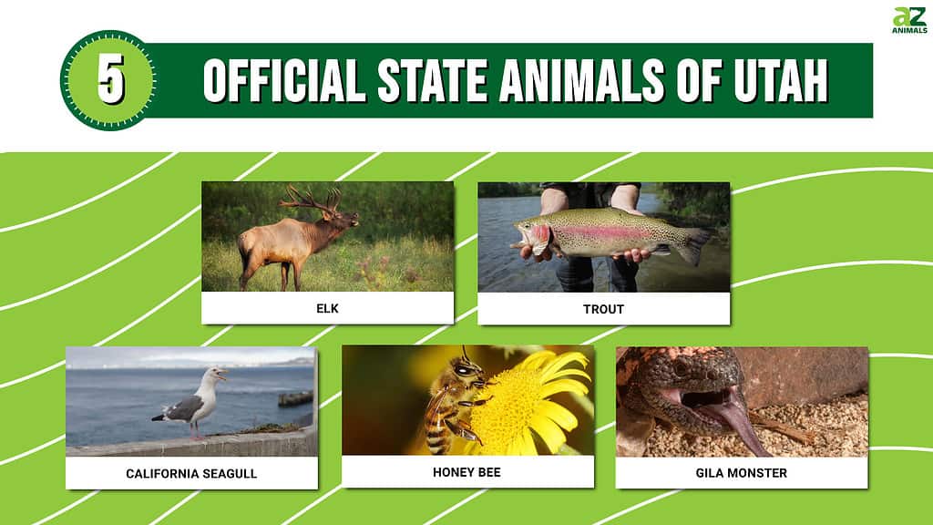 Discover The 5 Official State Animals Of Utah - A-Z Animals