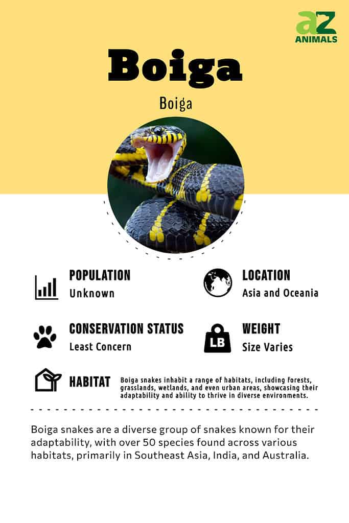 Boiga snakes are a diverse group of snakes known for their adaptability, with over 50 species found across various habitats, primarily in Southeast Asia, India, and Australia.