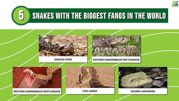 5 Snakes With The Biggest Fangs In The World - A-Z Animals