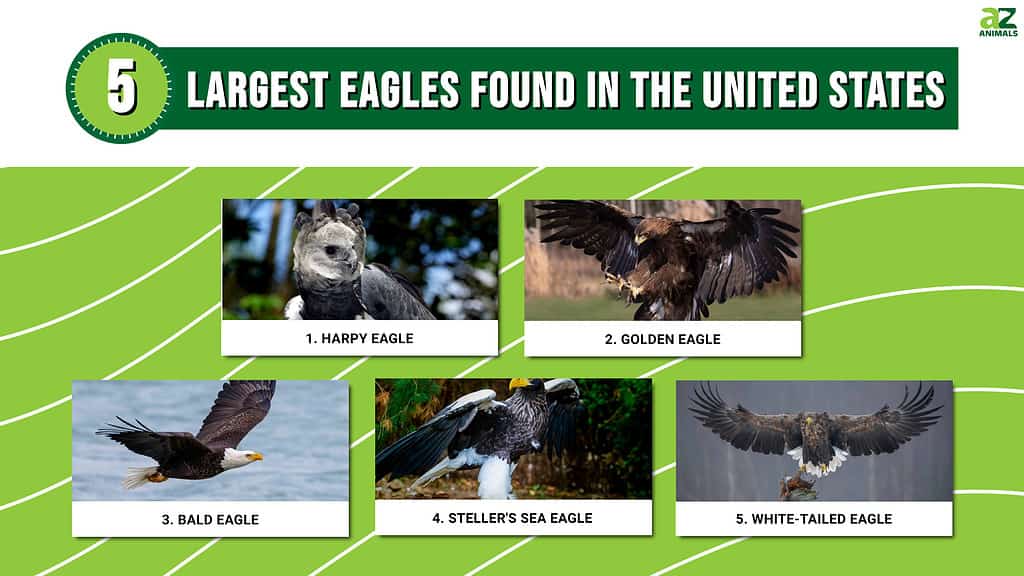 Infographic of Largest Eagles Found in the United States