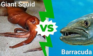 Discover Who Emerges Victorious In a Barracuda Vs Giant Squid Battle Picture