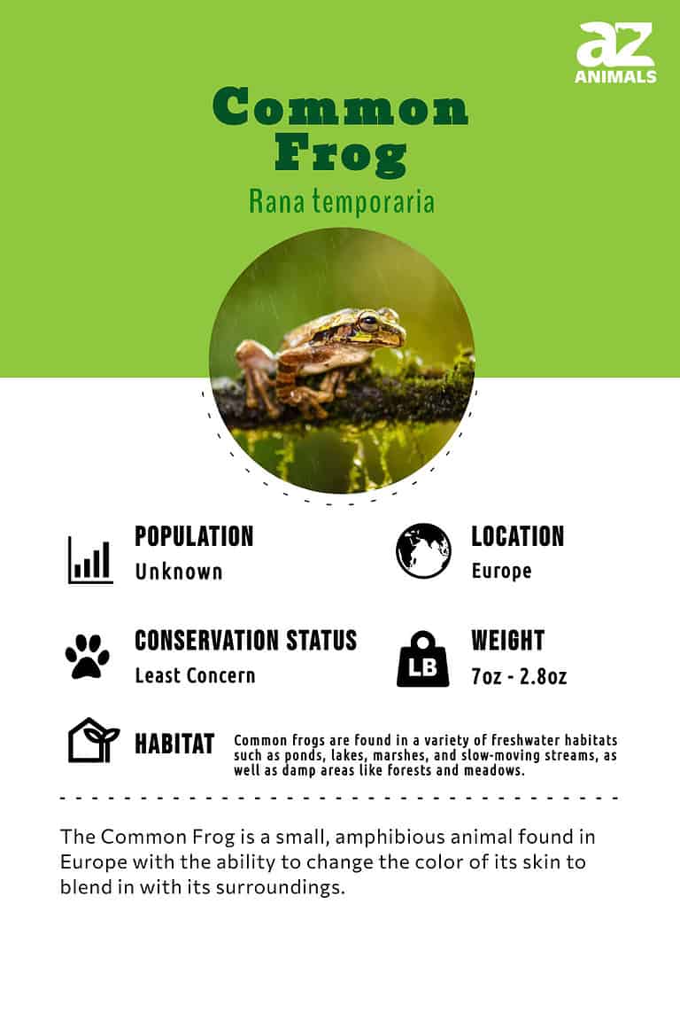 Common Frog Animal Facts - Rana temporaria - A-Z Animals