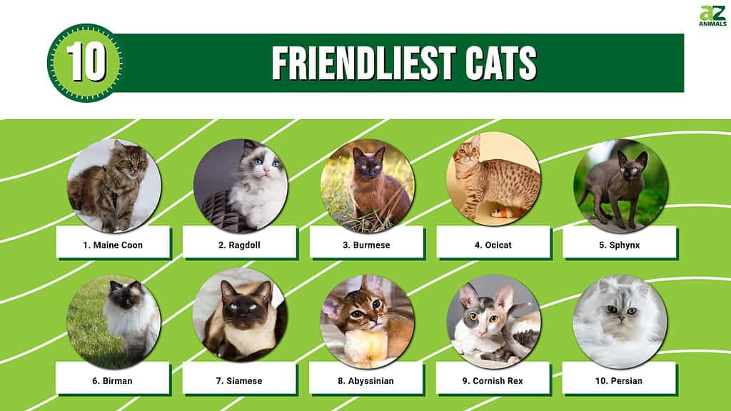 Friendliest Cats infographic