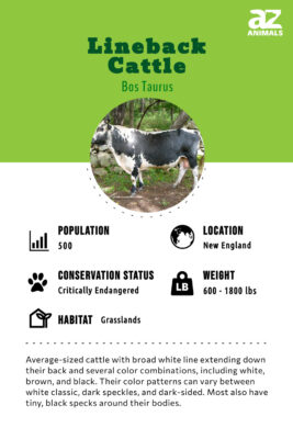 Lineback Cattle Animal Facts - Bos taurus - A-Z Animals