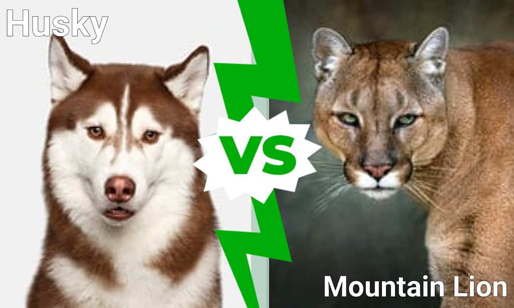 Husky vs. Mountain Lion infographic   