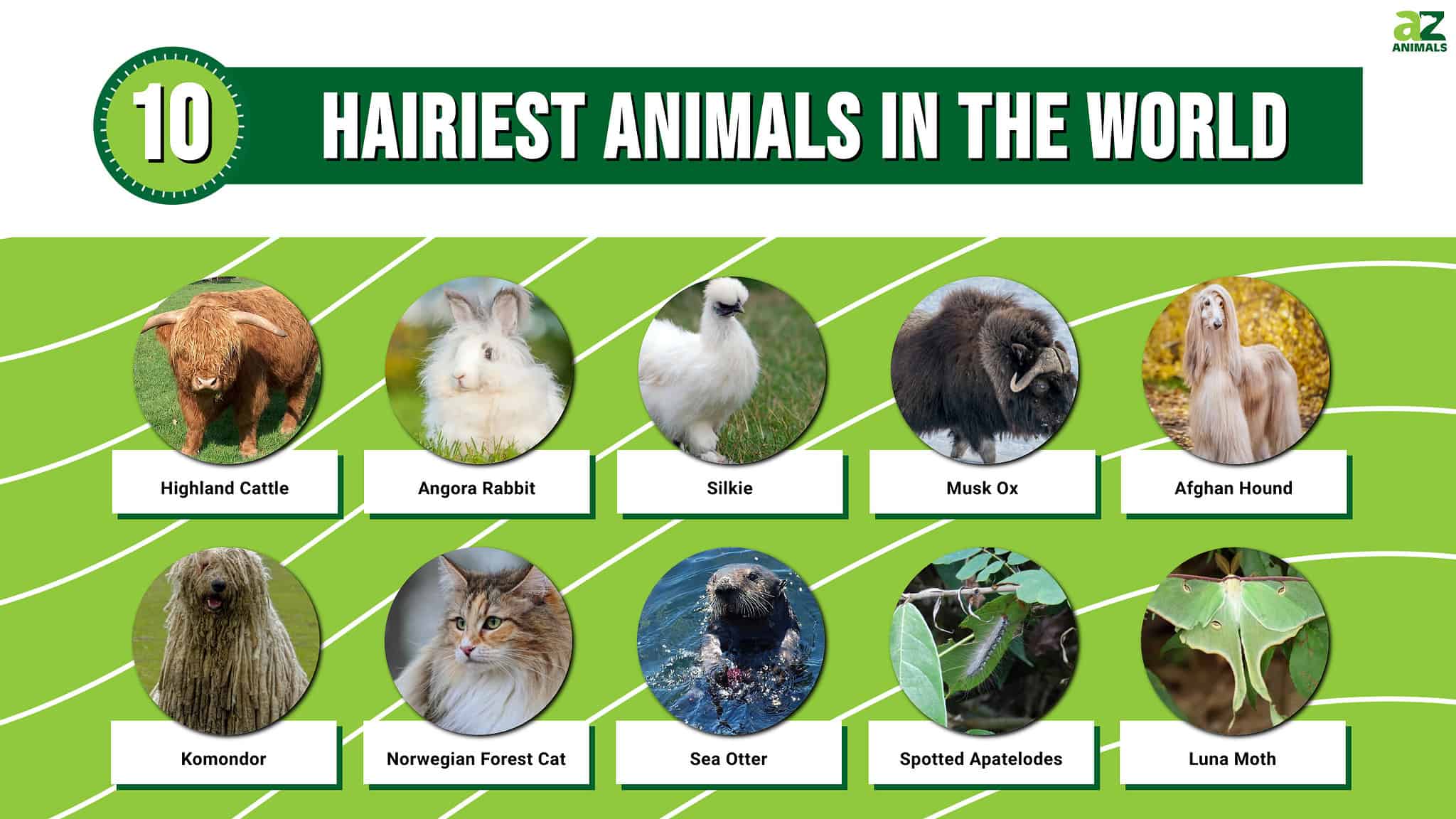 The 10 Hairiest Animals In The World - A-Z Animals