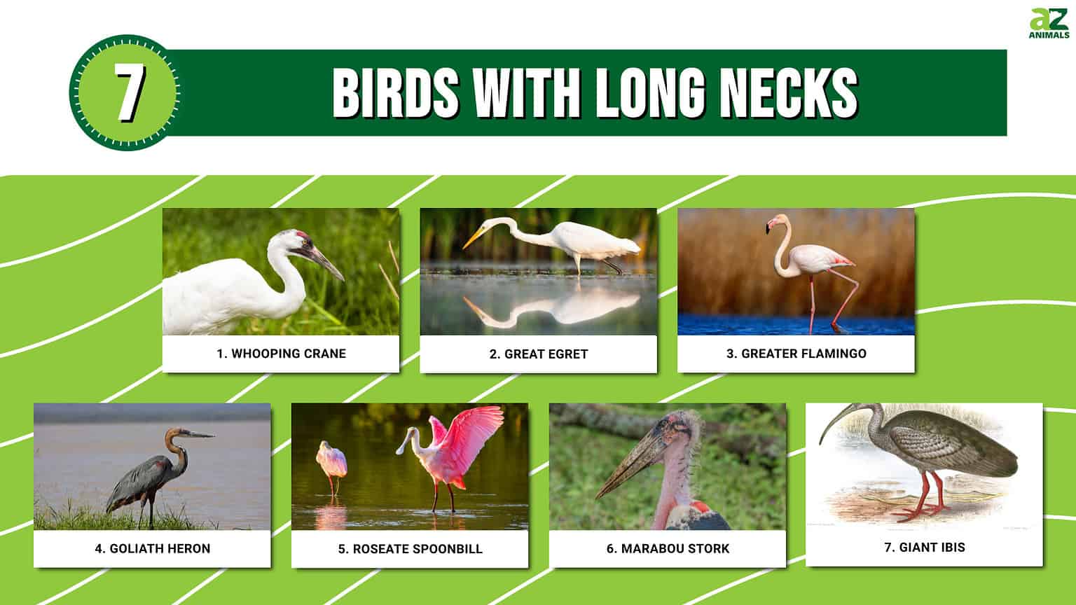 7-birds-with-long-necks-a-z-animals