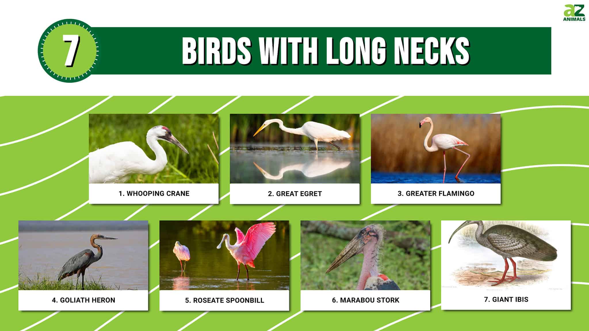 7-birds-with-long-necks-a-z-animals