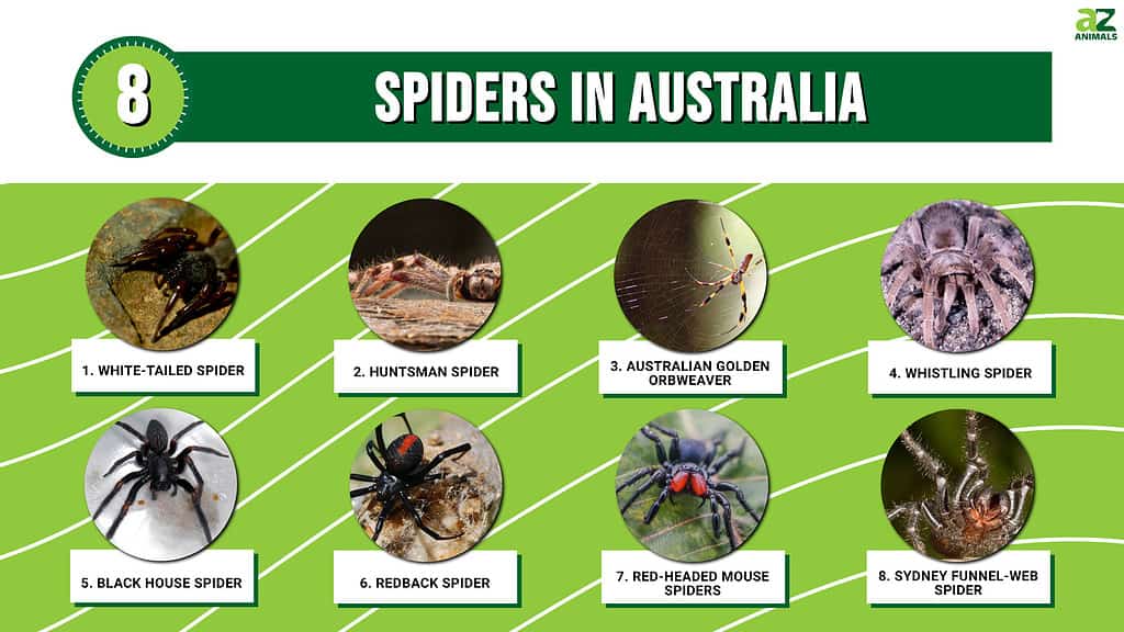 different types of spiders in the world