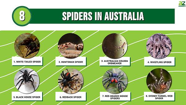 8 Spiders In Australia - A-Z Animals