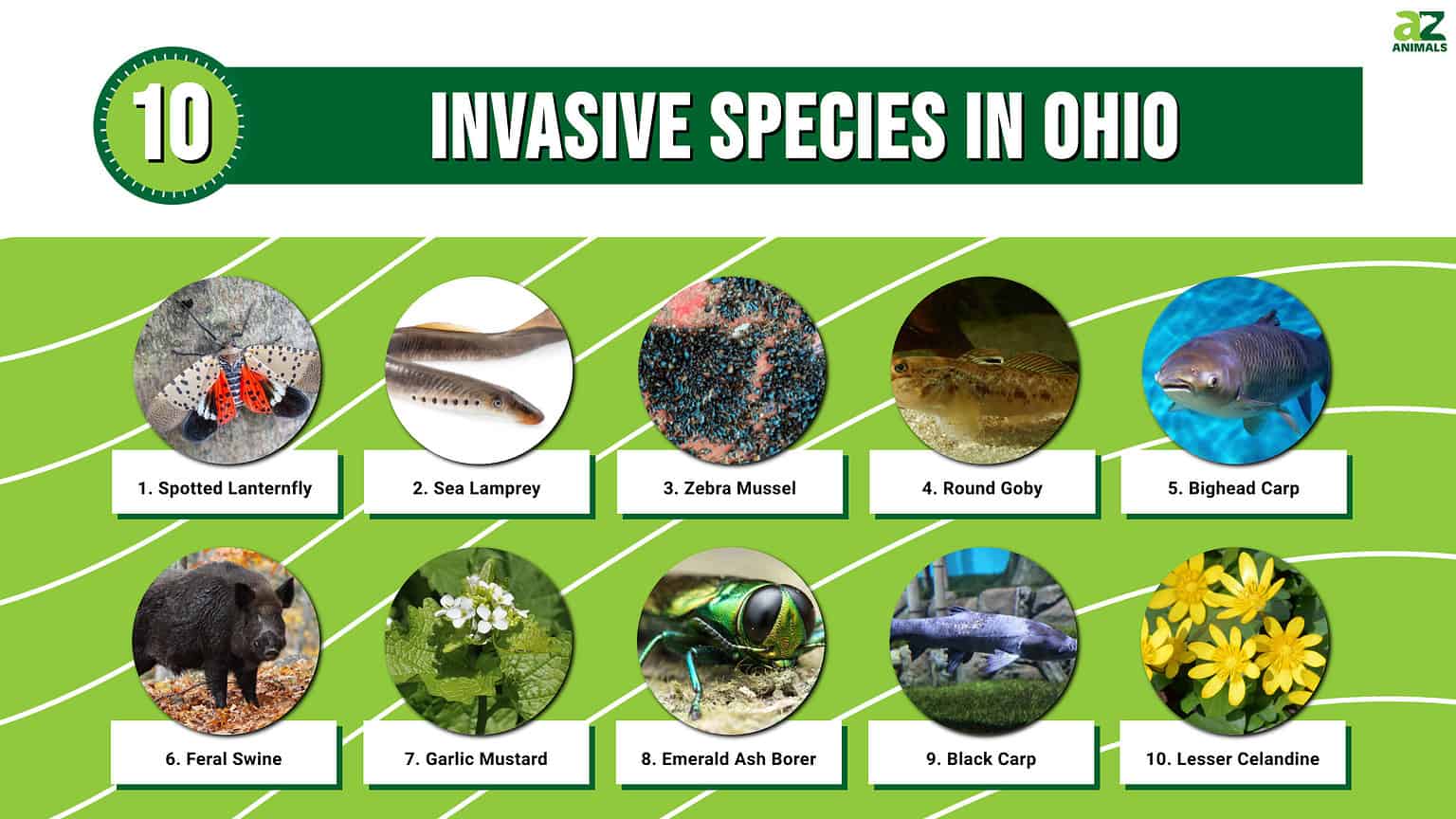 Discover 10 Invasive Species in Ohio - A-Z Animals