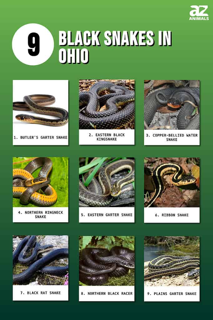 Infographic of 9 Black Snakes in Ohio