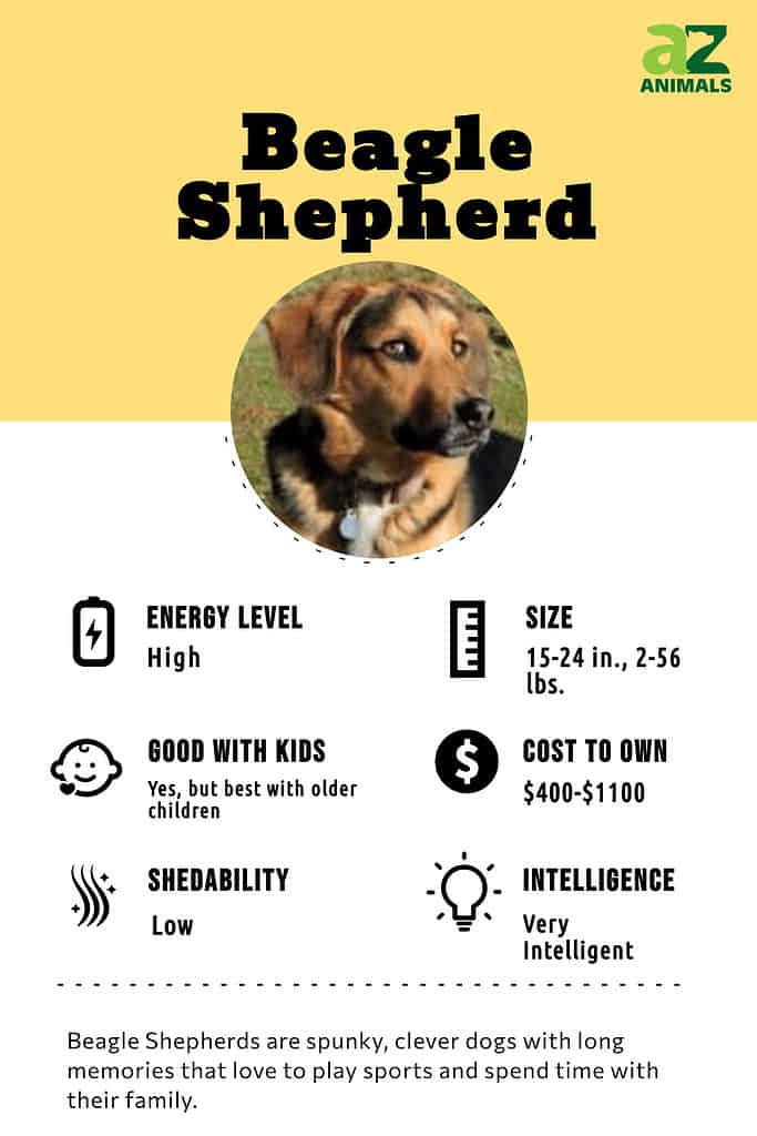 Beagle german shepherd store mix for sale