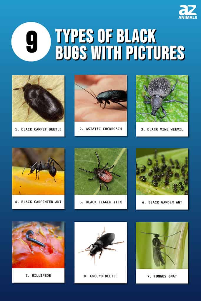 9 Types Of Black Bugs With Pictures And Identification Guide - Az Animals