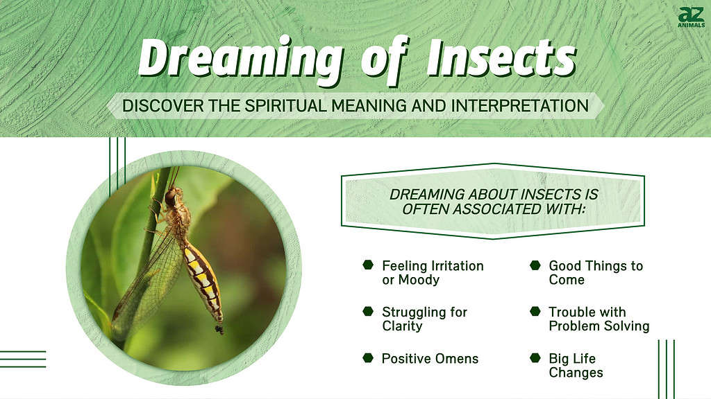 Dreaming of Insects infographic