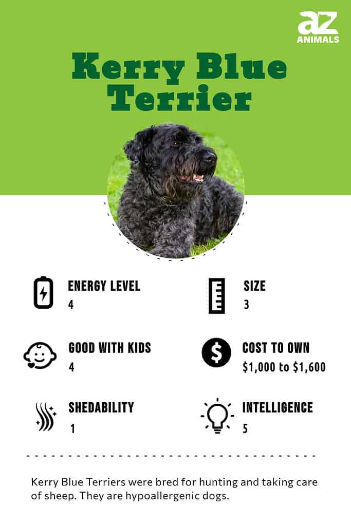 Kerry Blue Terrier infographic