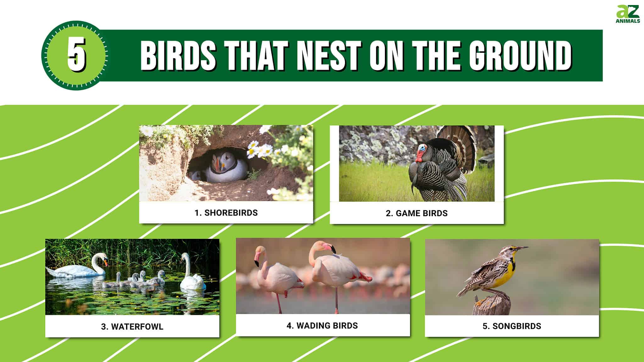 5 Birds That Nest On The Ground AZ Animals