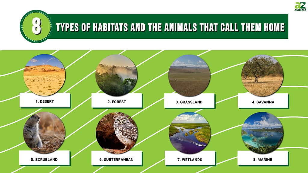 animal habitats