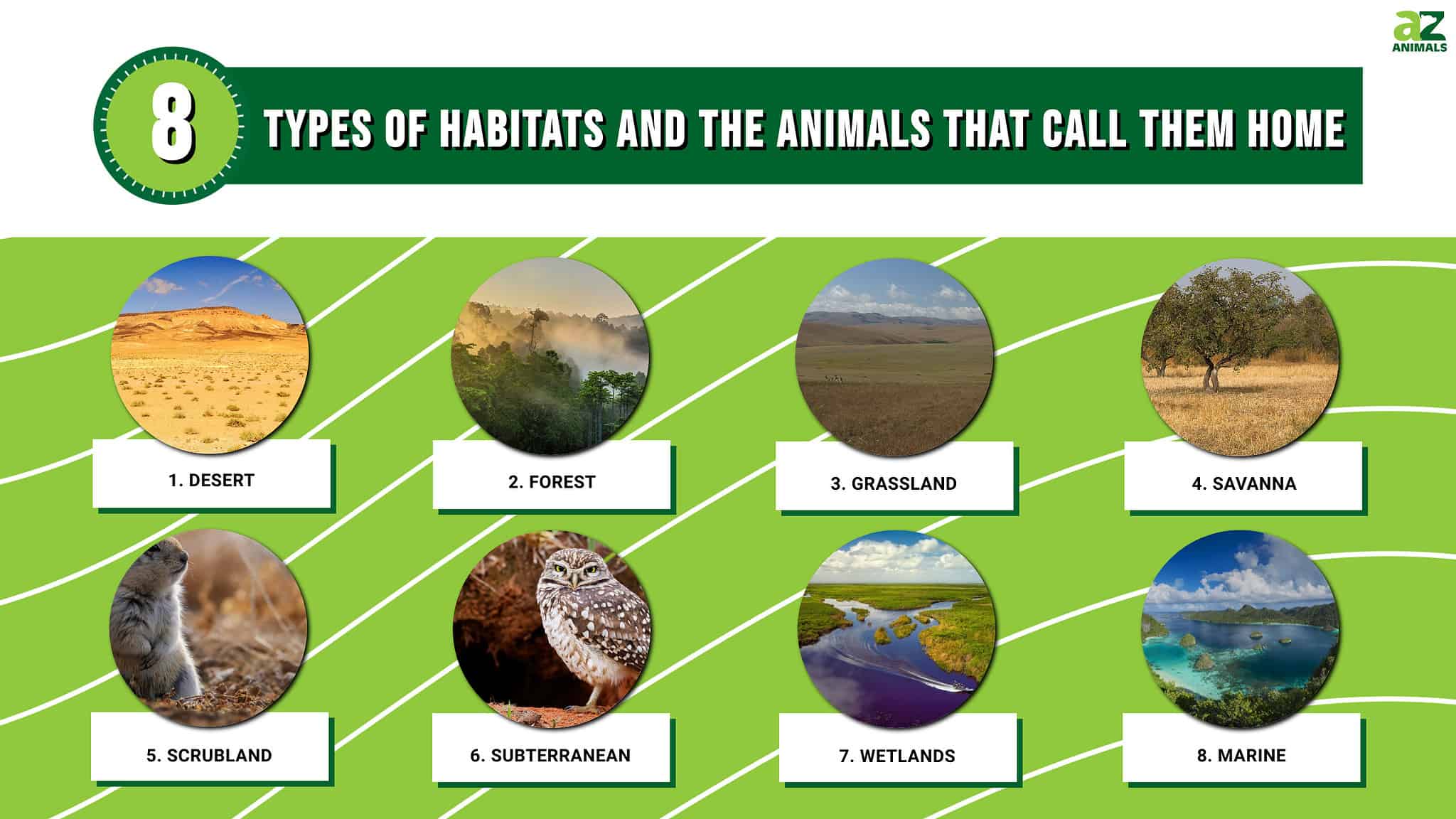 8 Types of Habitats and The Animals That Call Them Home - A-Z Animals