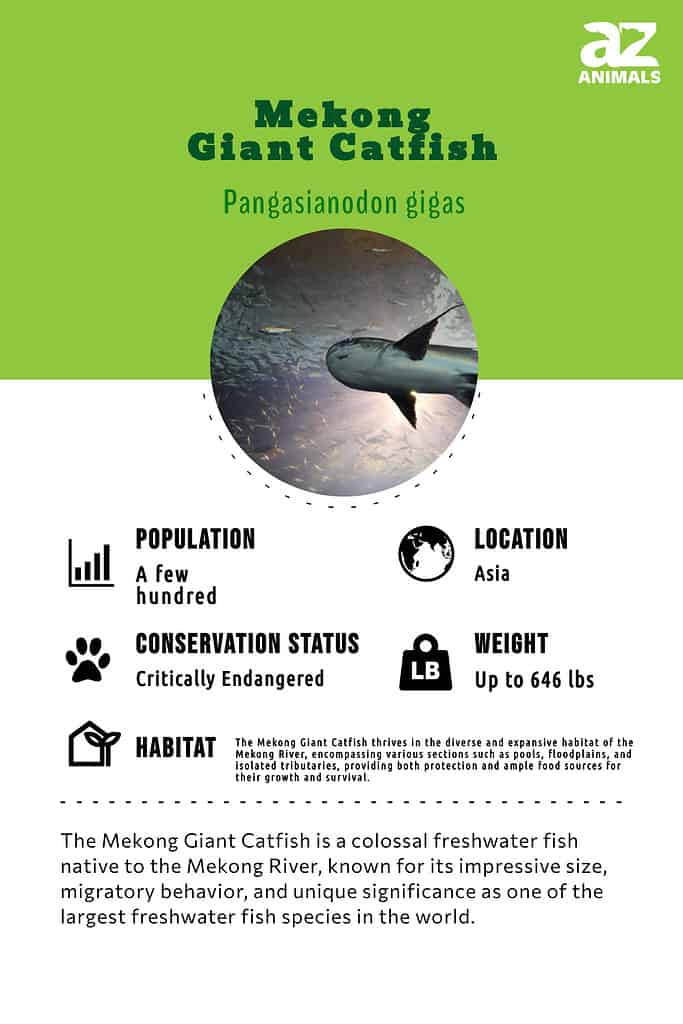 The Mekong Giant Catfish is a colossal freshwater fish native to the Mekong River, known for its impressive size, migratory behavior, and unique significance as one of the largest freshwater fish species in the world.
