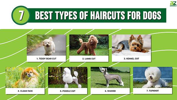 Best Types Of Haircuts For Dogs - A-z Animals