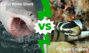 Epic Battles: Great White Shark Vs 10 Deadly Sea Snakes Picture