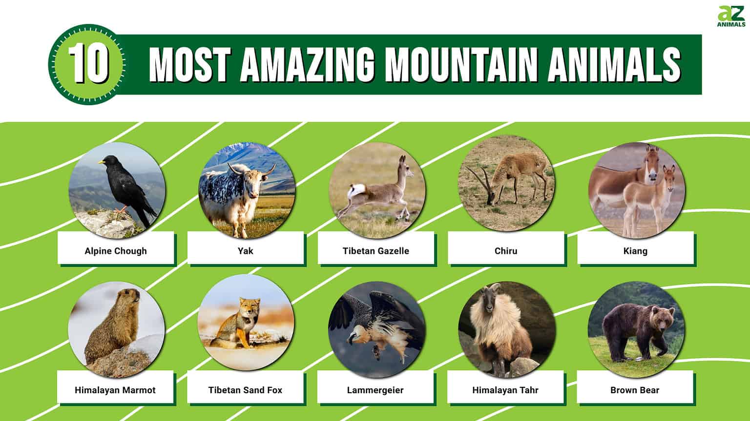 The 10 Most Amazing Mountain Animals - A-Z Animals