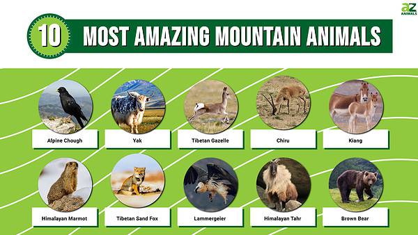 The 10 Most Amazing Mountain Animals - A-Z Animals