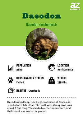 Daeodon - A-z Animals