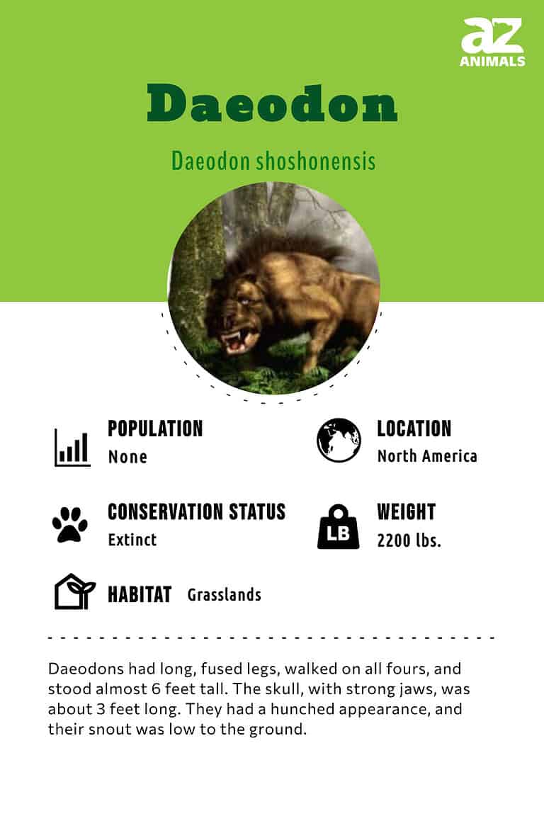 Daeodon A Z Animals