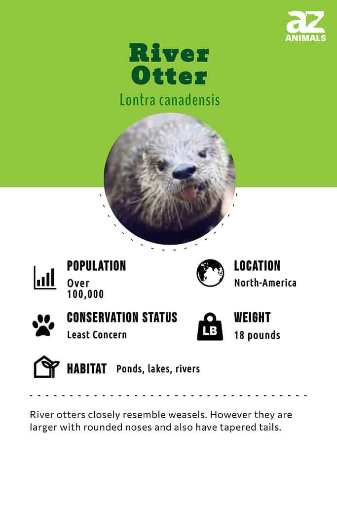 River Otter Animal Facts Lontra