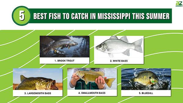 The 5 Best Fish to Catch in Mississippi This Summer - A-Z Animals