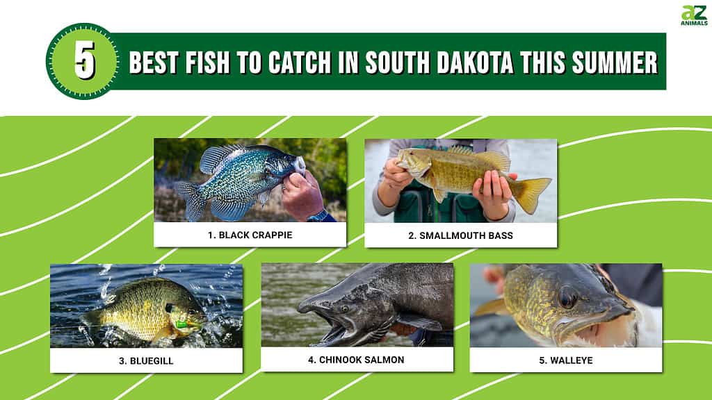 Best Fish to Catch in South Dakota this Summer infographic